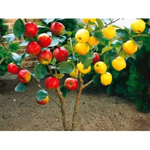 Mini jabloň nízkokmenná ´DUO´ 2v1 (Malus domestica) - neskorá, 90-110 cm, kont. C5L (Rajka+Gold Star) 